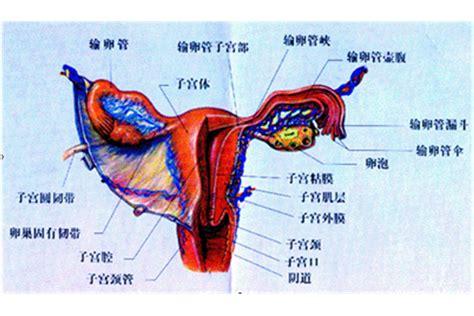 女性私密處構造|關於陰部，你必須知道的那些大小事 – Nuzicup 女子科普